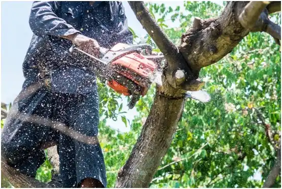 tree services Shorewood